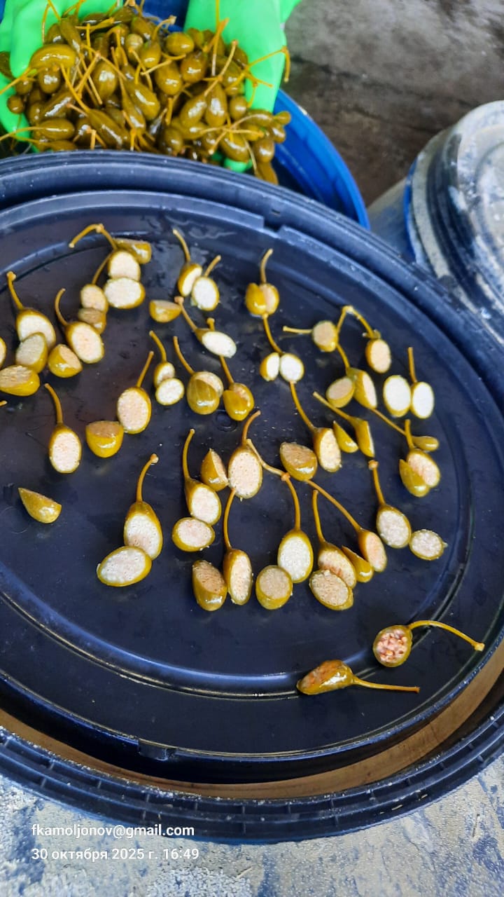 Capers