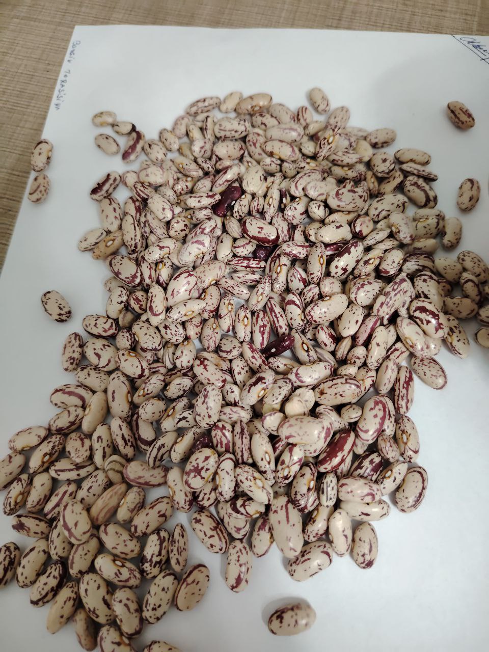 White Kidney Beans